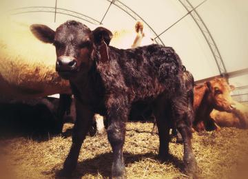 Beef calf